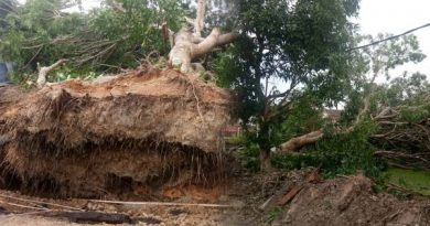 疑排水提升工程被挖断根 大树雨后轰然倒下