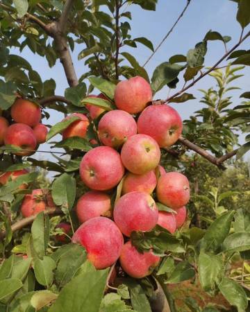 新鲜的苹果从中国引进大马。