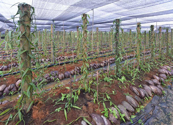 香草兰科技有限公司在古来的香草兰种植园。