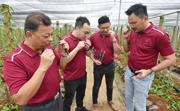 刘顺强（左起）、庄水金、李至晟及杨振龙检查刚完成加工的香草荚。