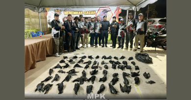 銮市议会再出动 5小时射杀71乌鸦