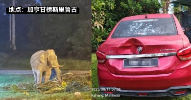 野象又来 搞破坏 扯断电缆推倒椰树压车