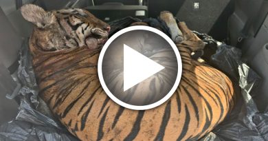 猎杀老虎 尸藏车后 3男被捕