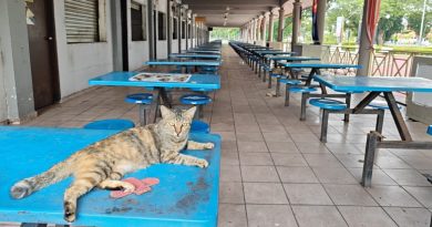 食阁空置没访客 觅食难 流浪猫大减