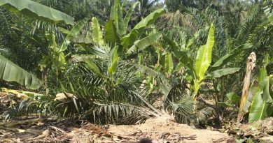 频繁毁农作物损失惨重 象群来乱 小园主求助