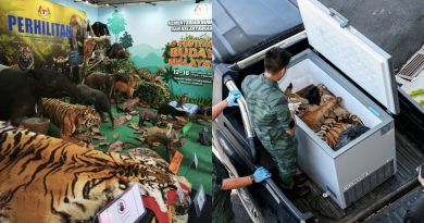 柔佛人头条｜栖息地减少．盗猎者威胁 马来虎陷生存危机