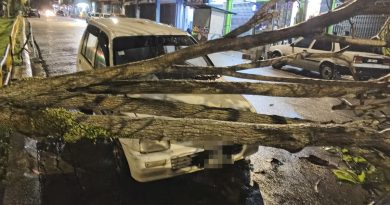 大雨树倒压中车