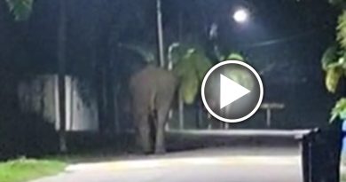 野象在迪沙鲁花园区散步 网民：要去水上乐园？