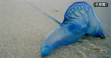 丰盛港海域   再有水母出没