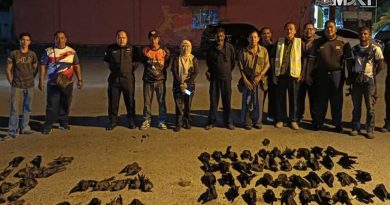 东南镇乌鸦为患 哥打县会射击逾百只